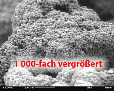 Datei:Alge unterm Mikroskop.gif