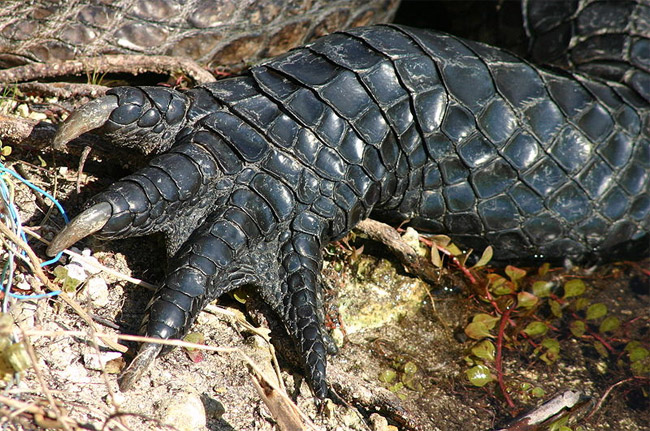 Datei:Alligator Hinterbein links.jpg