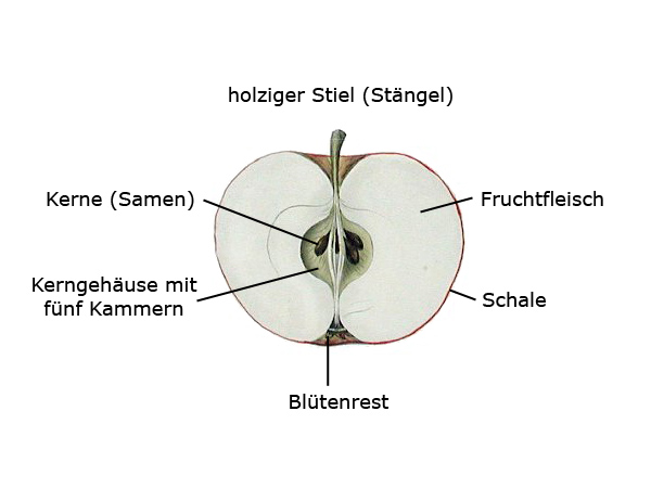 Datei:Apfel Aufbau.jpg