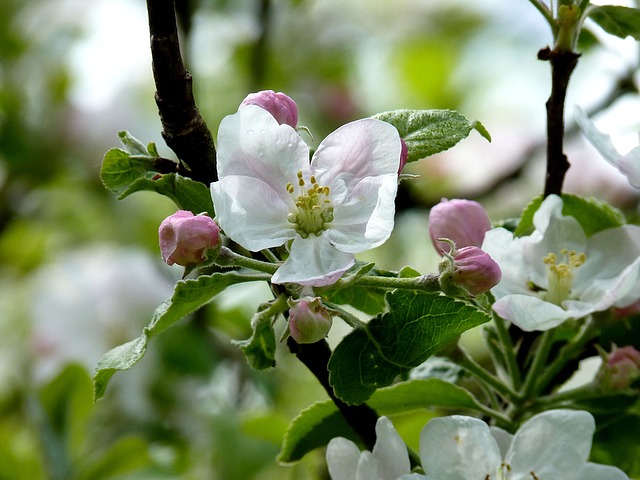 Datei:Apfelbaum Blüten Knospen.jpg