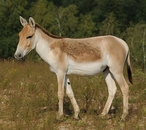 Datei:Asiatischer Esel.jpg