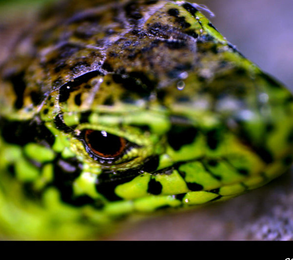 Datei:Auge Zauneidechse.jpg