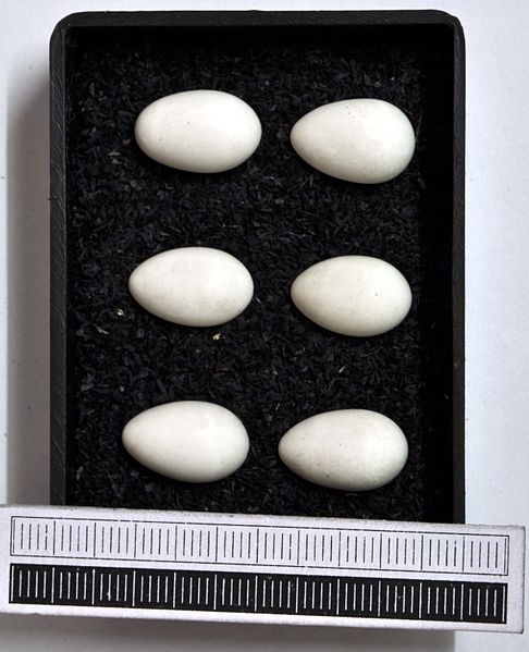 Datei:Beutelmeise Eier.jpg