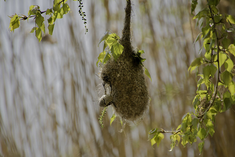 Datei:Beutelmeise Nest.jpg