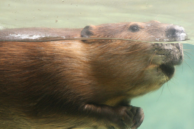Datei:Biber im Wasser.jpg