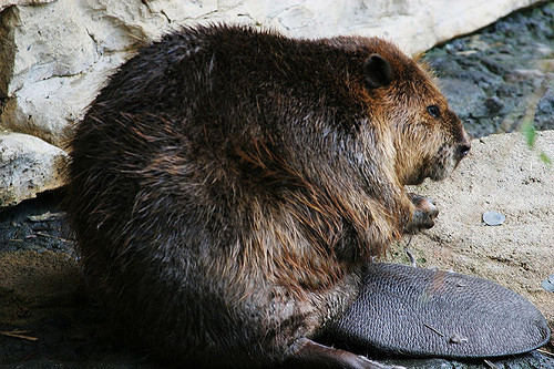 Datei:Biber mit Kelle.jpg