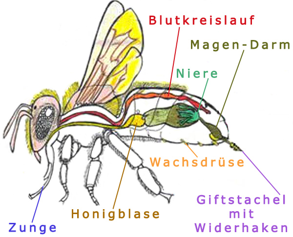 Datei:Biene Körperbau innen.jpg