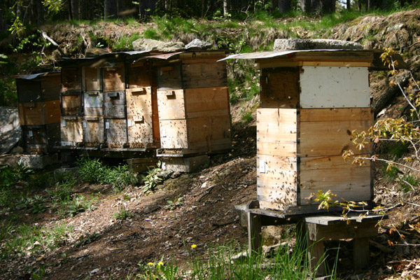 Datei:Bienenstöcke.jpg