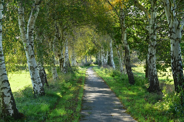Datei:Birken Allee.jpg