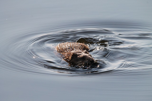 Datei:Bisamratte im Wasser.jpg