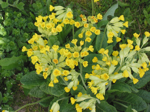 Datei:Blühende Himmelschlüsseln.jpg