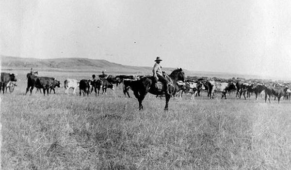 Datei:Cowboys beim Herde treiben.jpg