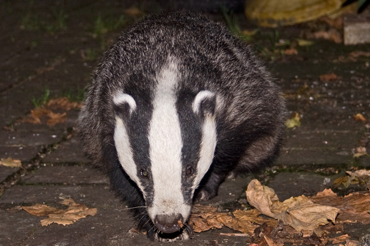 Datei:Dachs Gesicht.jpg