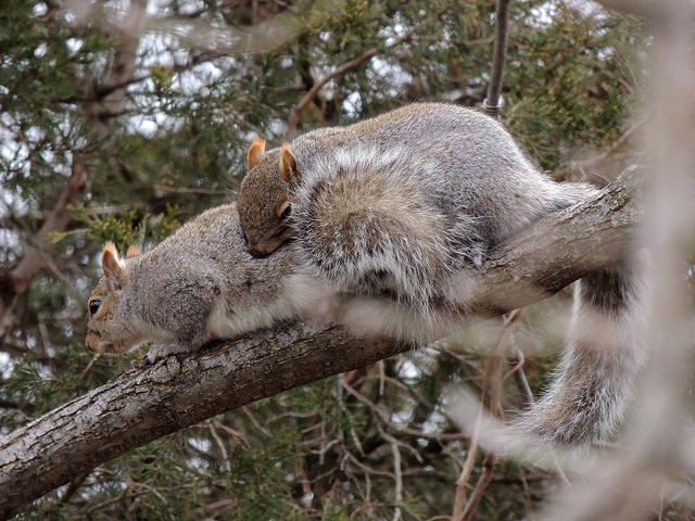 Datei:Eichhörnchen Balz.jpg
