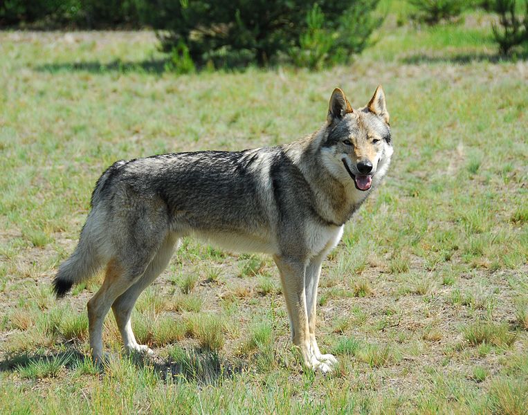 Datei:Eligo Wolfshund.jpg