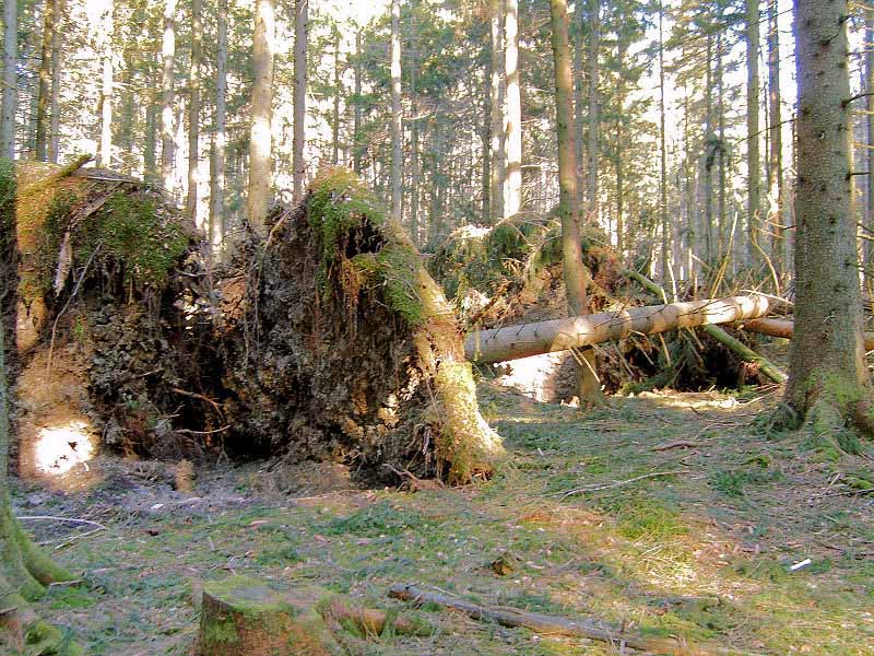 Datei:Entwurzelte Flachwurzler.jpg