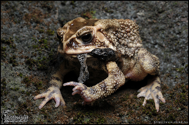 Datei:Erdkröte beim Fressen.jpg