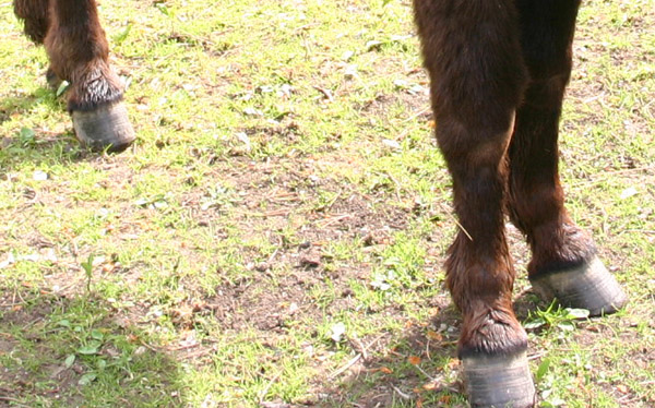 Datei:Esel Unpaarhufer.jpg