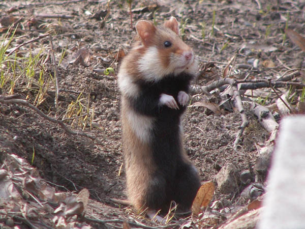 Datei:Feldhamster macht Männchen.jpg