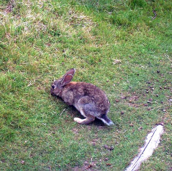 Datei:Feldhase Junges.jpg