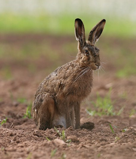 Datei:Feldhase auf Feld.jpg