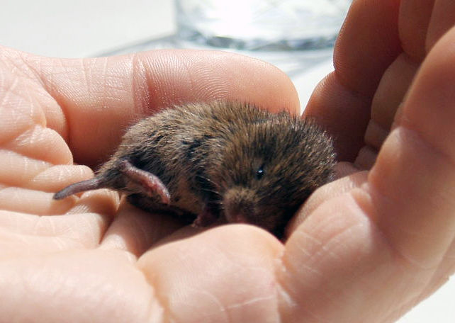 Datei:Feldmaus auf Handfläche.jpg