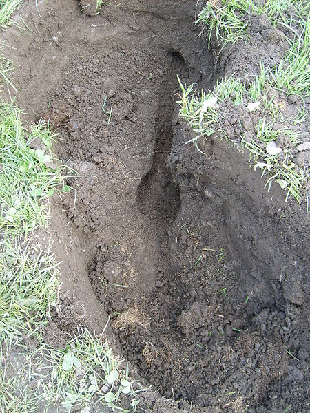 Datei:Feldmaus neben Höhleneingang.jpg