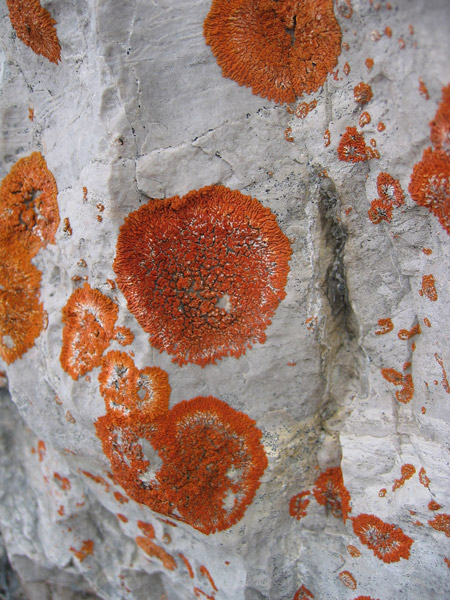 Datei:Flechten auf Felsen.jpg