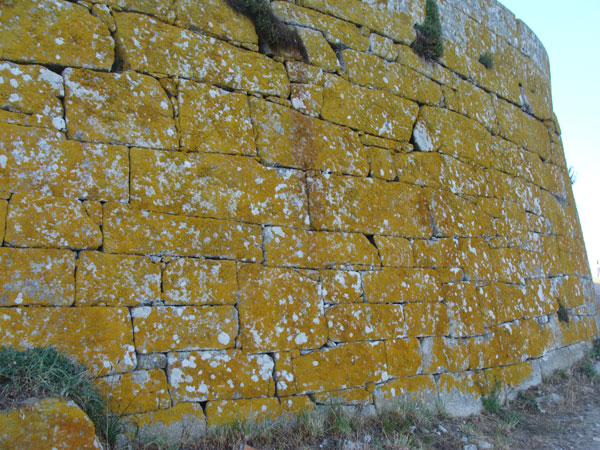 Datei:Flechten auf Mauer.jpg