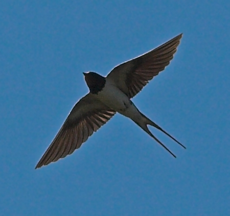 Datei:Fliegende Schwalbe.jpg