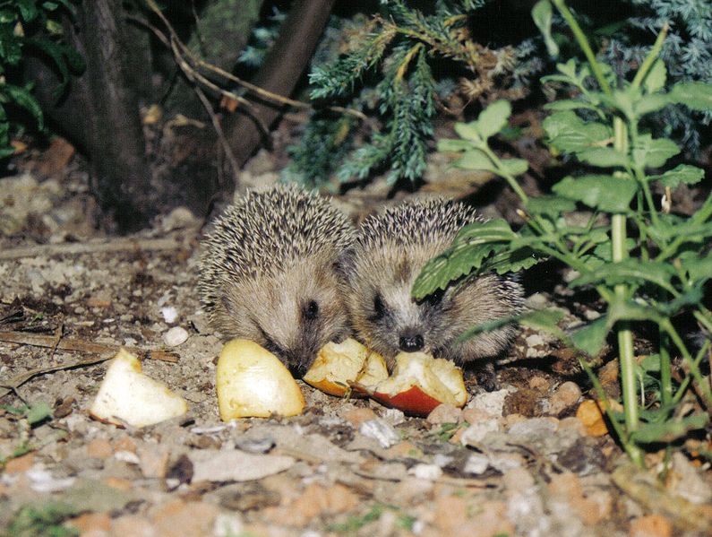 Datei:Fressende Igelkinder.jpg
