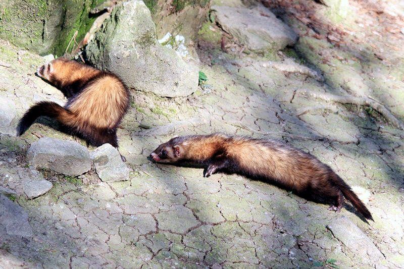 Datei:Frettchen Jagd.jpg