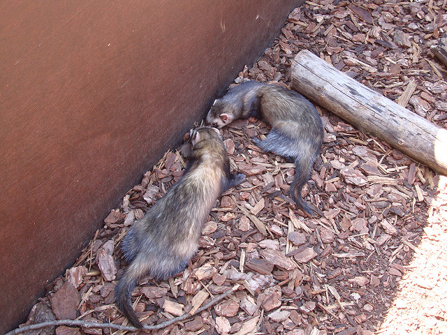 Datei:Frettchen Raum.jpg