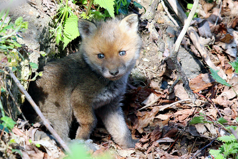 Datei:Fuchswelpe.jpg