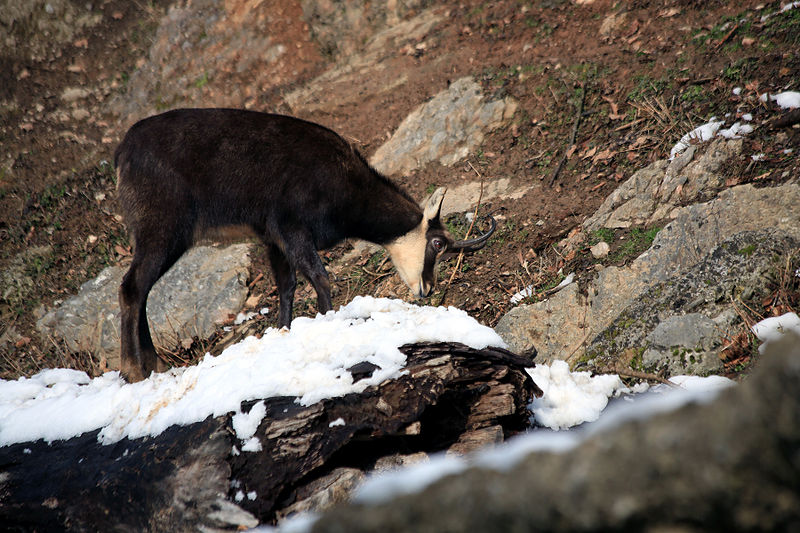Datei:Gämse im Schnee.jpg