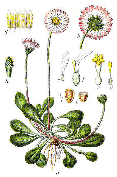 Datei:Gänseblümchen Illustration.jpg