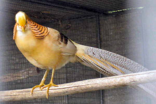 Datei:Goldener Vogel Käfig.jpg