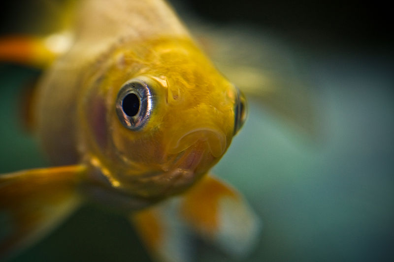Datei:Goldfisch im Teich.jpg