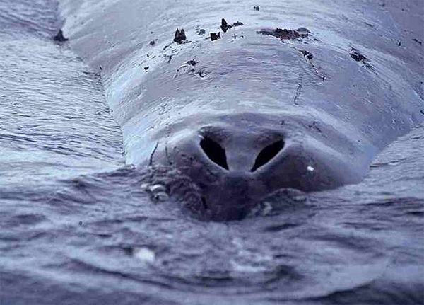 Datei:Grönlandwal Atemlöcher.jpg