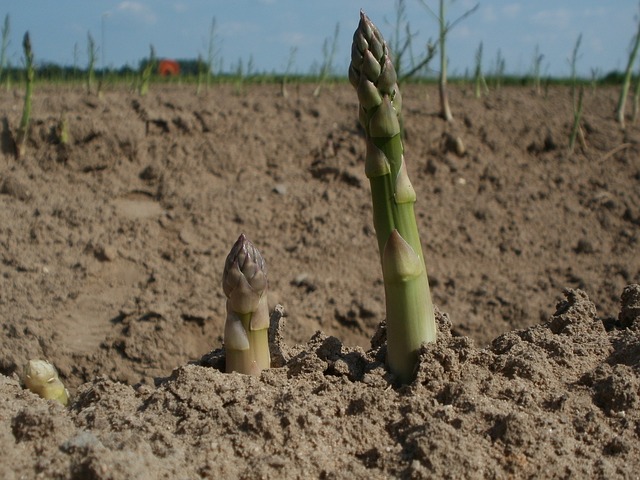 Datei:Grüner Spargel.jpg