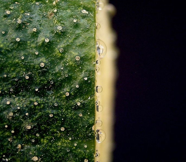 Datei:Großaufnahme Querschnitt.jpg