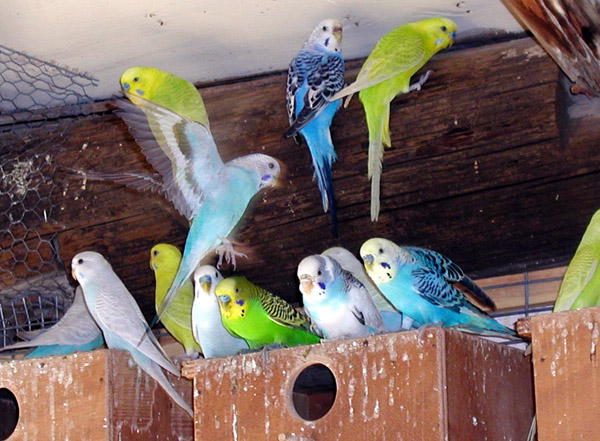 Datei:Gruppe von Wellensittichen.jpg