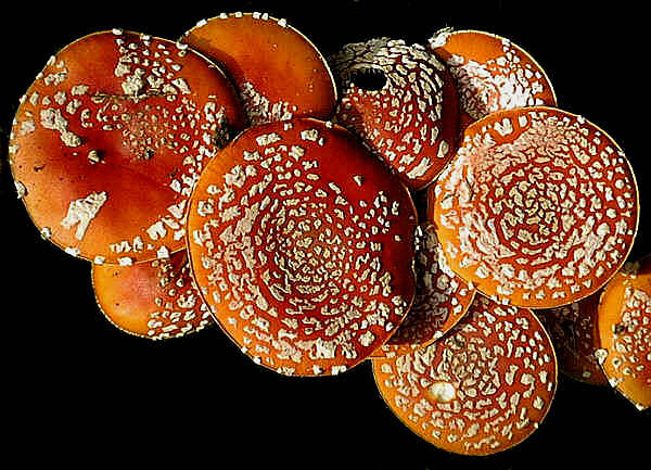 Datei:Hüte der Fliegenpilze.jpg