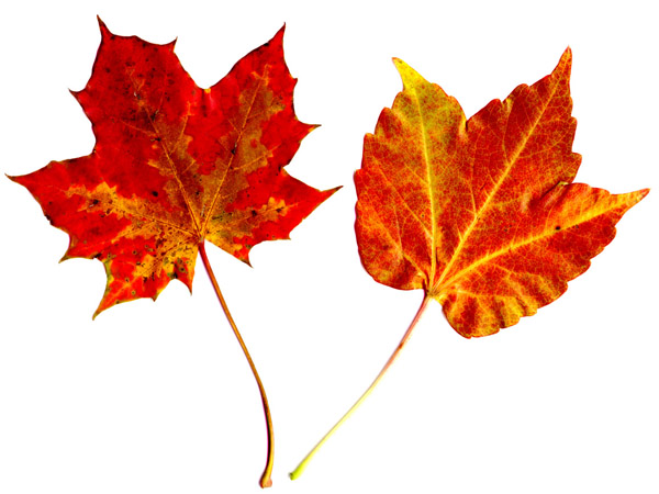 Datei:Herbstliche Blätter.jpg