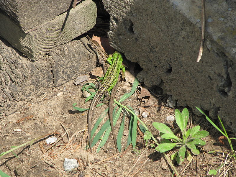 Datei:Herr Frau Smaragdeidechse.jpg