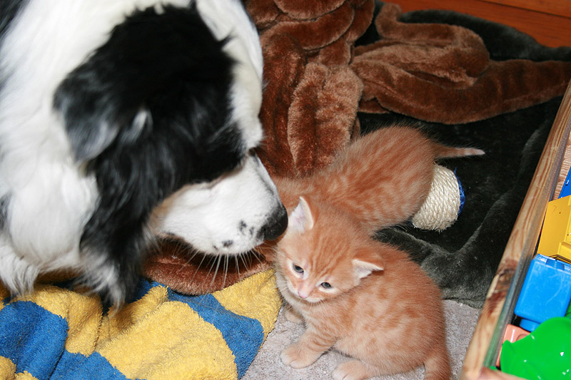 Datei:Hund und Babykatze.jpg