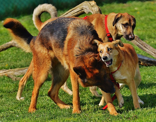 Datei:Hunde spielen.jpg