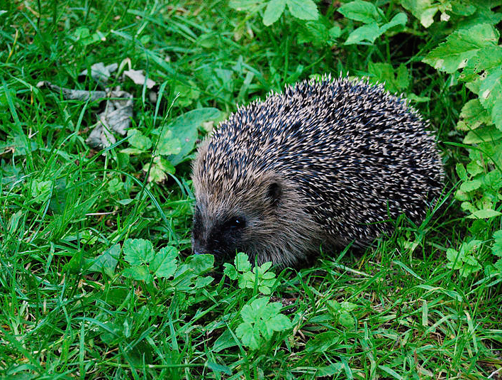Datei:Igel im Gras.jpg