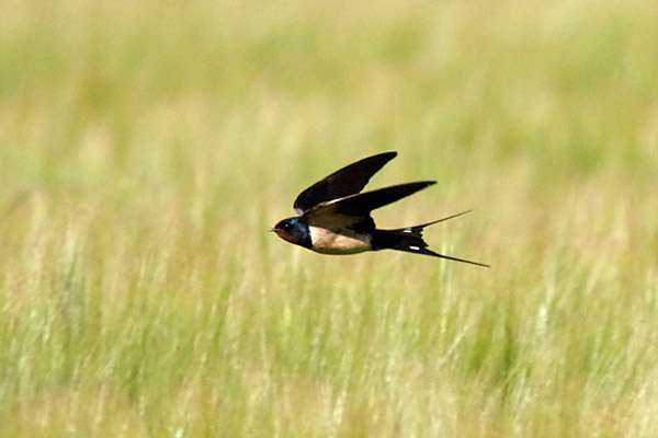 Datei:Jagende Rauchschwalbe.jpg