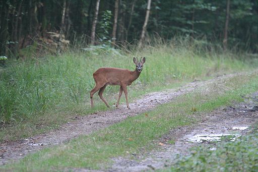 Datei:Junger Rehbock.jpg